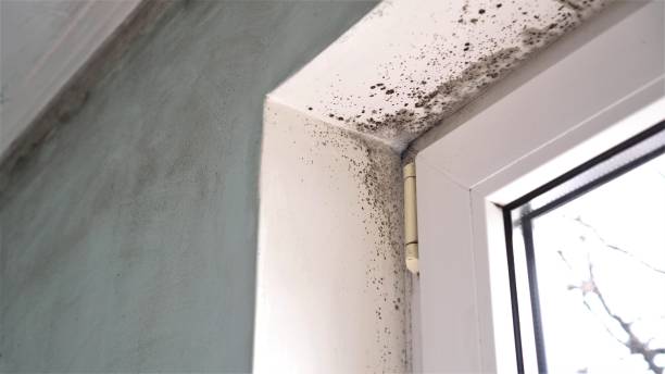 Crawl Space Mold Removal in Lake Bluff, IL