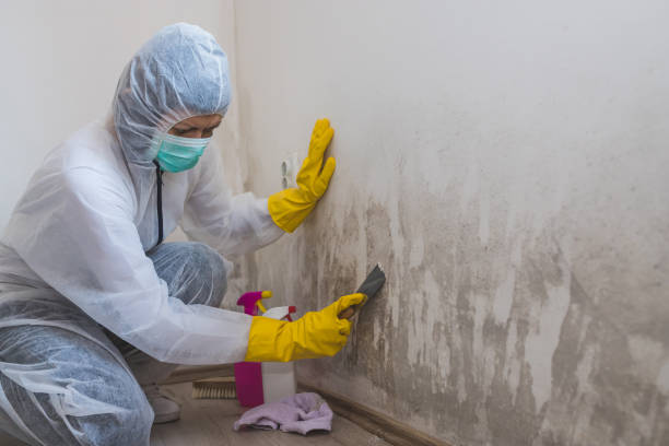 Lake Bluff, IL Mold Removal Company