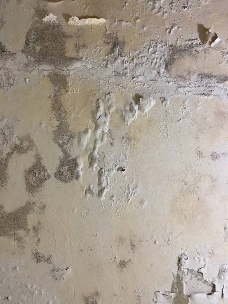 Best Mold Cleaning Services  in Lake Bluff, IL